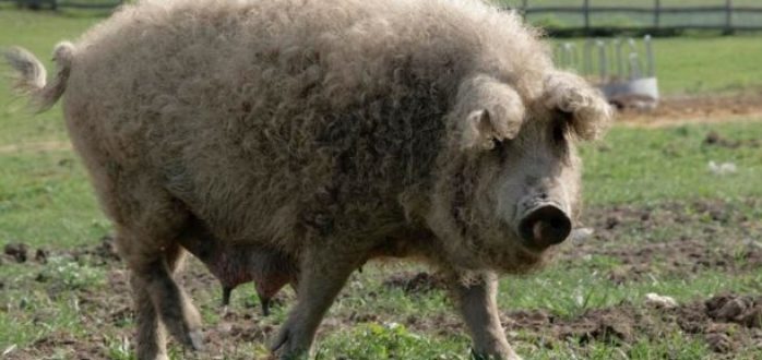 Lincolnshire Curly Coat Lincolnshire Curly Coat