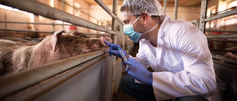 Veterinarian doctor ready to give a medicine shot to a pig at the farm. Veterinarian doctor ready to give a medicine shot to a pig at the farm.